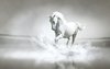 white.horse's Avatar